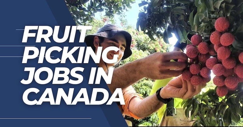 Fruit Picker Salary in Canada